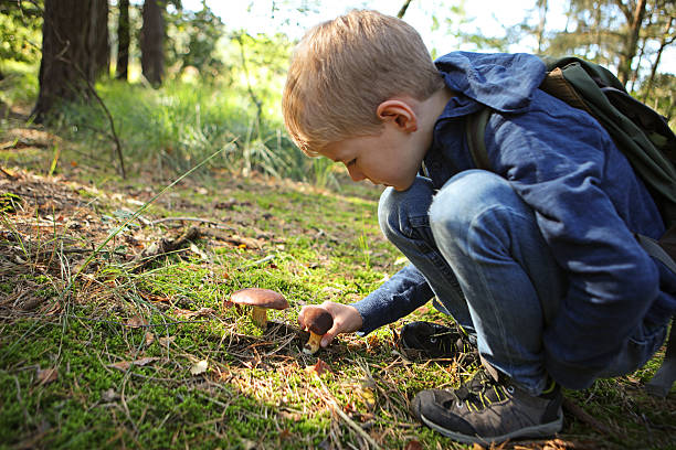 istock Child Picking Boletus Mushrooms in The Forest 490639308
