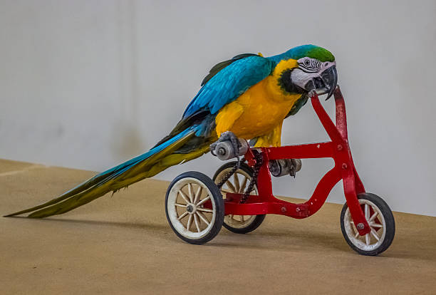 istock Parrot riding a bike. 490639798