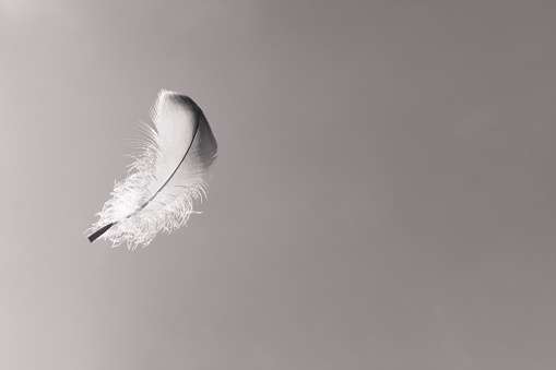 Falling feather from the sky.