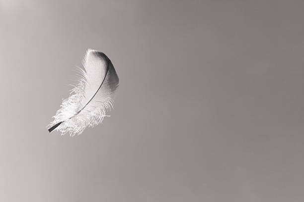 Feather in the sky Falling feather from the sky. swan photos stock pictures, royalty-free photos & images