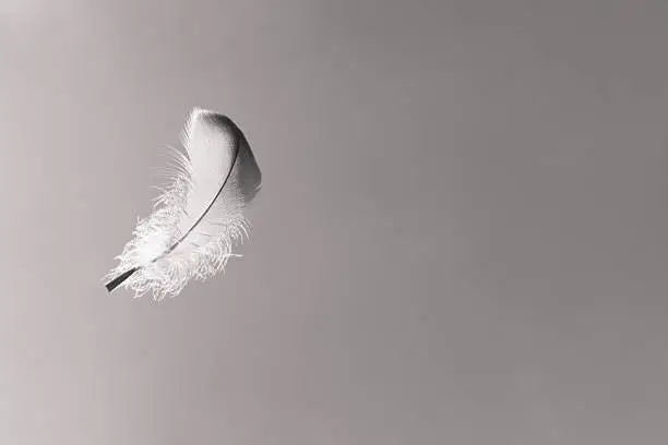 Photo of Feather in the sky