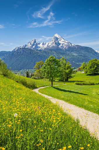 Idyllic summer landscape in the Alps with fresh green mountain pastures and snow-capped mountain tops in the background, Nationalpark Berchtesgadener Land, Bavaria, Germany.