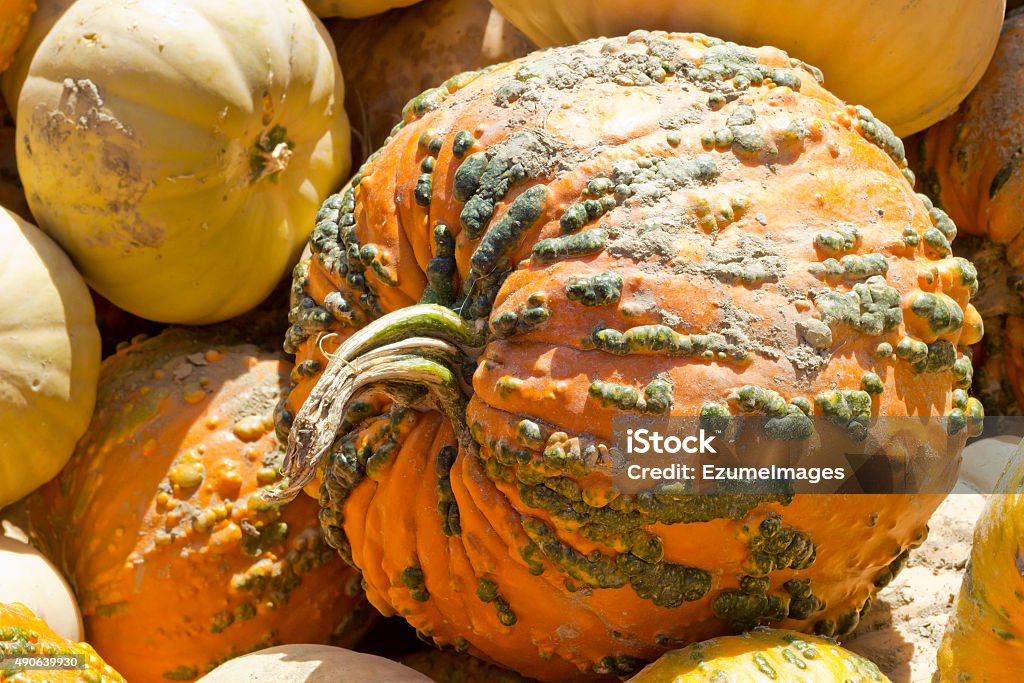 Knucklehead Pumpkin Hybrid Cucurbita pepo knucklehead pumpkin display at local farmers market 2015 Stock Photo