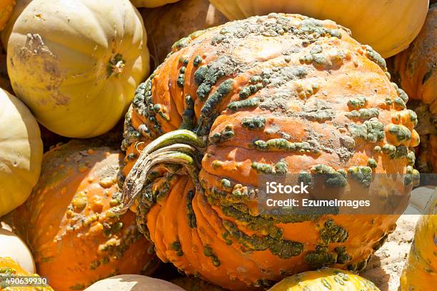 Knucklehead Pumpkin Stock Photo - Download Image Now - 2015, Arrangement, Autumn