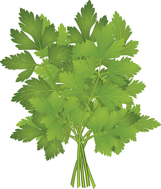ilustraciones, imágenes clip art, dibujos animados e iconos de stock de ramo de perejil - parsley vegetable leaf vegetable food