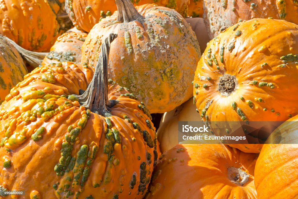 Knucklehead Pumpkin Hybrid Cucurbita pepo knucklehead pumpkin display at local farmers market 2015 Stock Photo