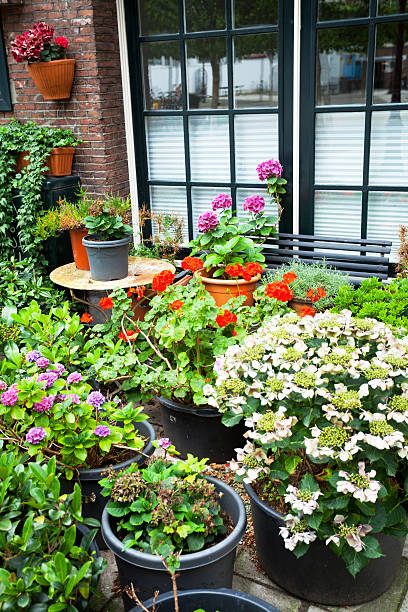 istock Flowers and window in Amsterdam 490640094