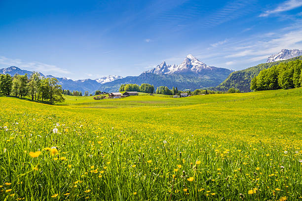 paisagem idílica nos alpes com pastos verdejantes e flores - mountain swiss culture european alps snow - fotografias e filmes do acervo