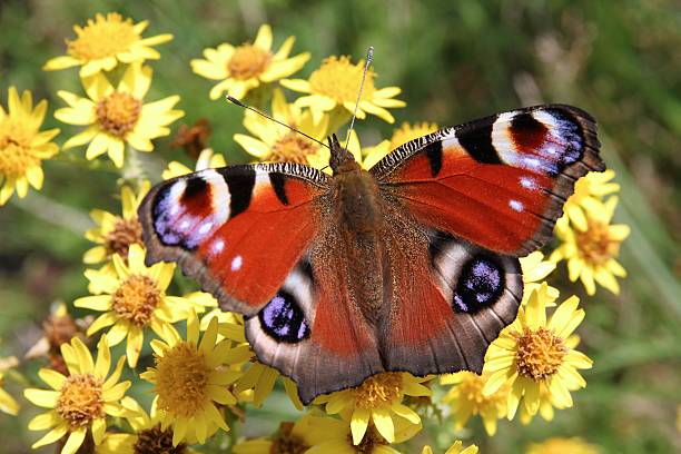 istock European Peacock butterfly 490643144