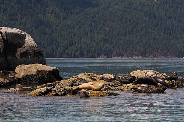 istock Wild seals at the coast 490643816