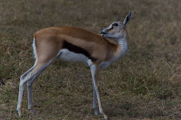 Impala - fotografia de stock