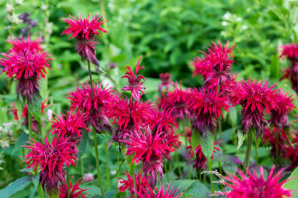 istock small red flowers in foliage closeup 490644176