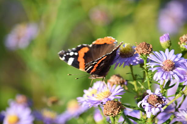 istock Red admiral butterfly on michaelmas daisy 490645480