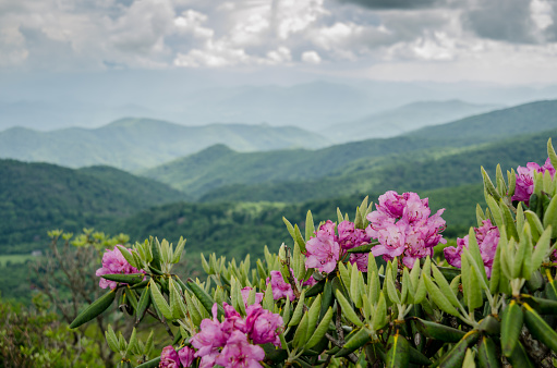 Purple rhododendron bloom in the Roan Mountain Highlands each June
