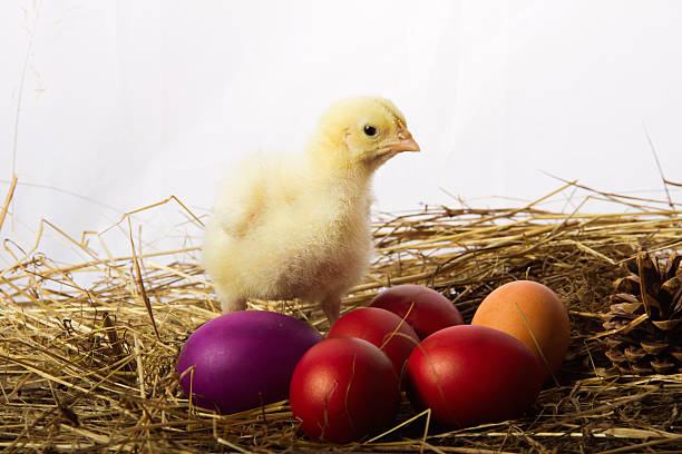 frango e ovos de páscoa - easter remote blue cute imagens e fotografias de stock