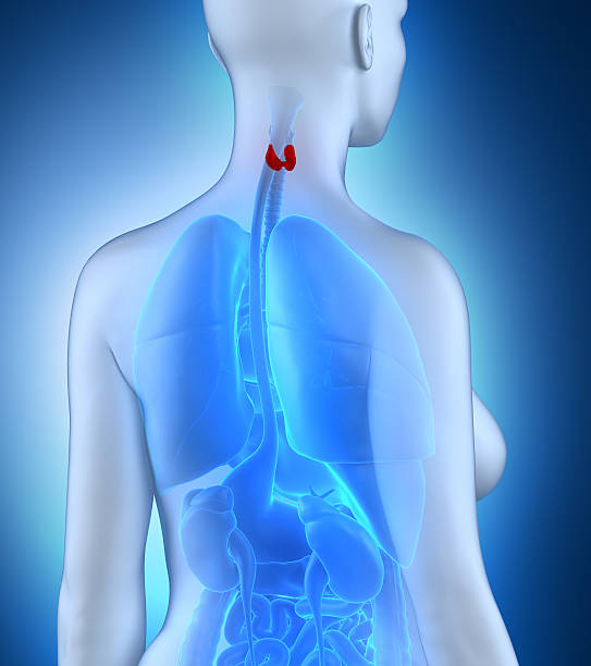 istock Woman thyroid anatomy white posterior view 490651937