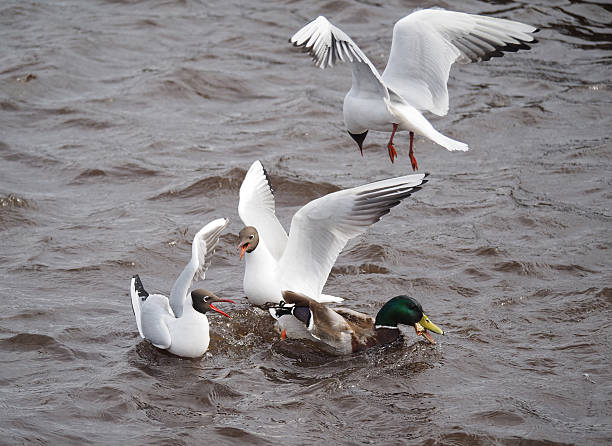 istock Gulls and duck in fight for food 490652343