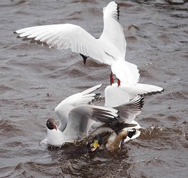 istock Gulls and duck in fight for food 490652649