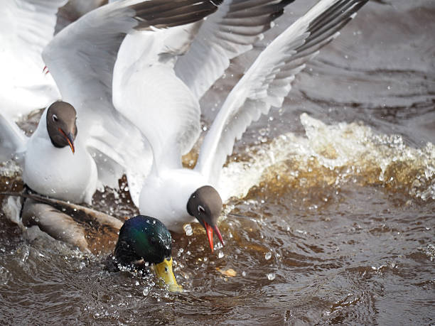 istock Gulls and duck in fight for food 490652661