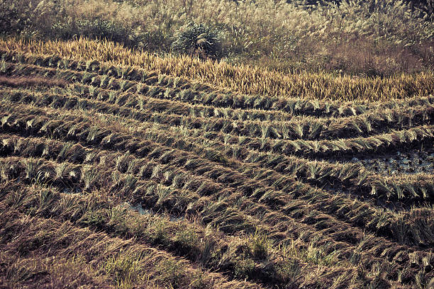 Longji Terraced Fields in Guangxi province,china