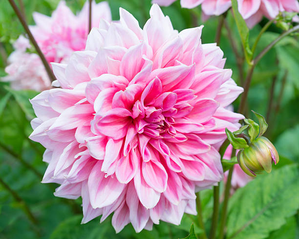 istock Pink Dahlia Flower 490653873