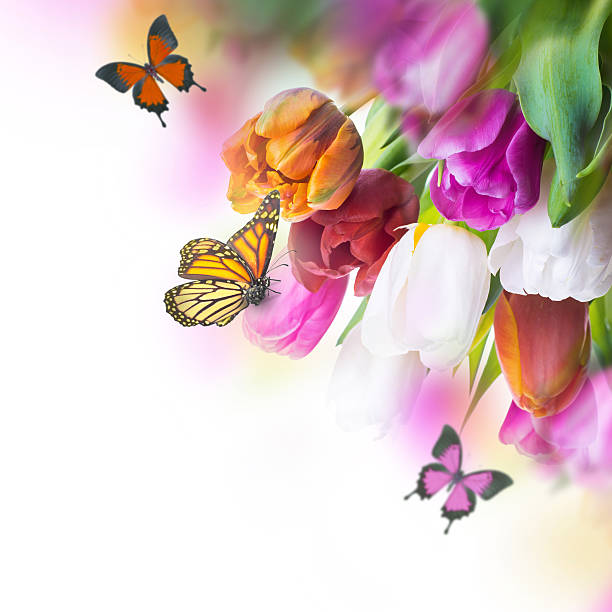 istock Apricot flowers in spring 490653937