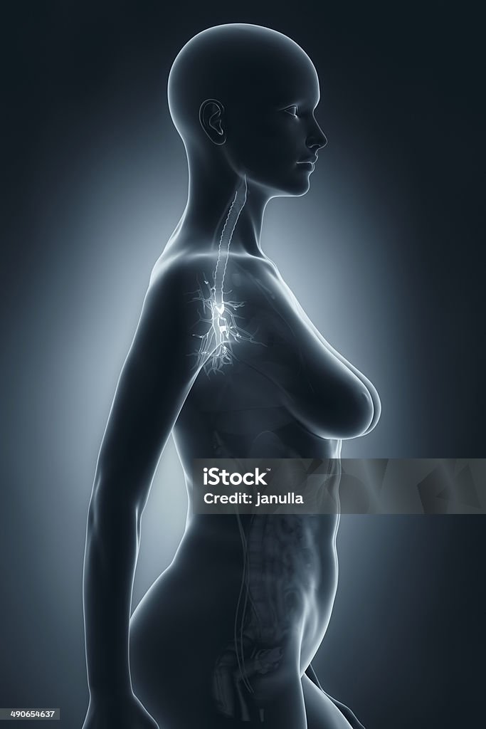 Mulher Árvore brônquica anatomia de raios x vista lateral - Foto de stock de Adulto royalty-free