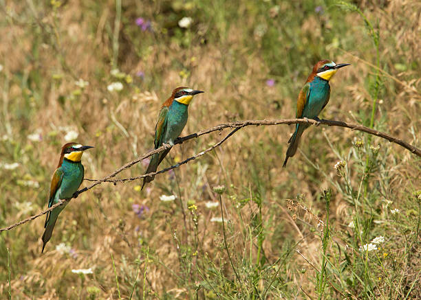 istock Three European Bee Eaters (Merops apiaster) on a perch 490654745