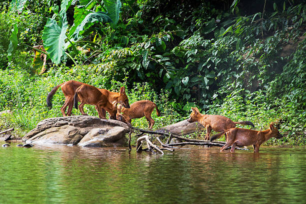 istock Asian wild dog family 490654773