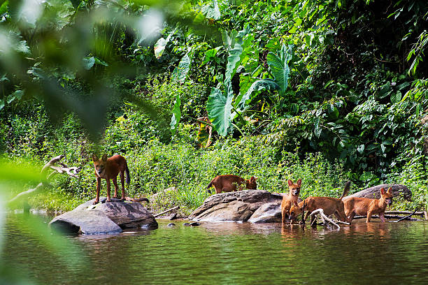 istock Asian wild dog family 490654775