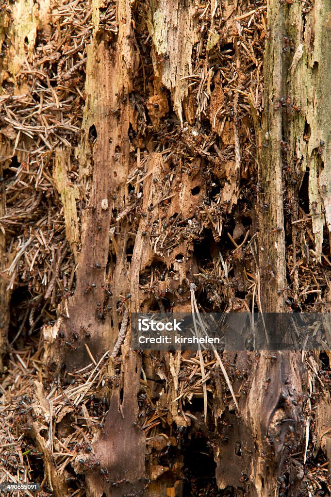 Muitas formigas em um tronco de madeira velha. - Foto de stock de Animal royalty-free