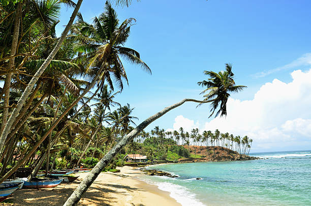 istock Beach with palm trees in Mirissa Beach, Sri Lanka 490655575