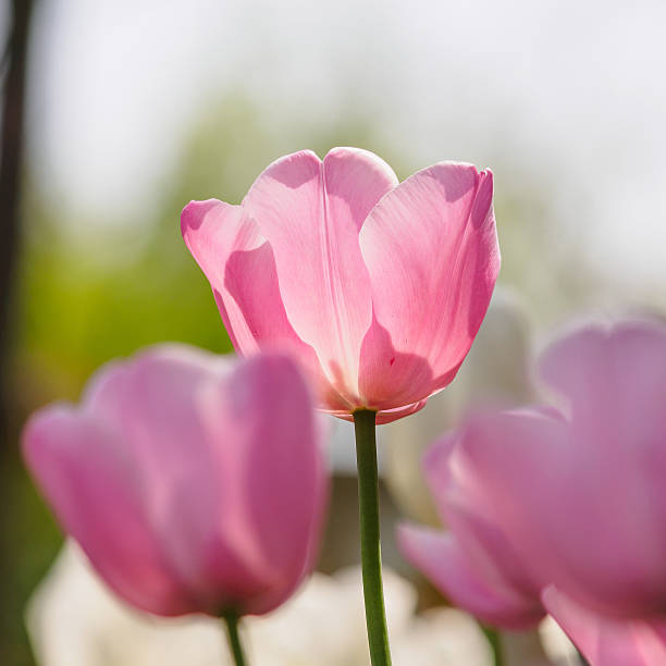 istock Spring flowers series, pink tulips 490656141