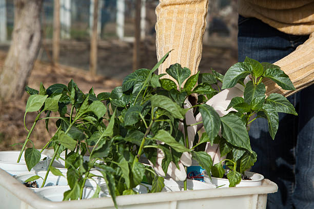 istock Gardening, planting concept 490656435