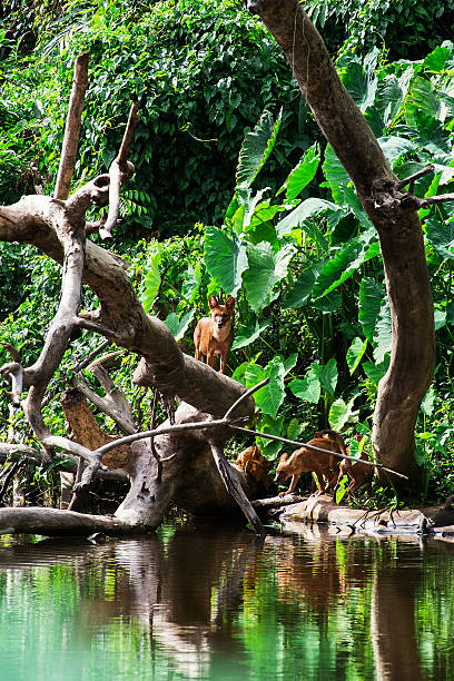 istock Asian wild dog family 490656839