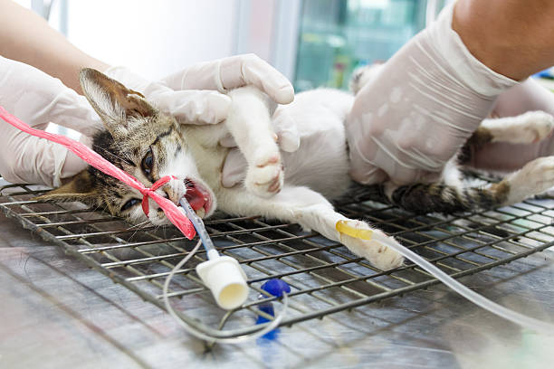 istock Cat was operated on operate table by veterinarian in Thailand 490657097