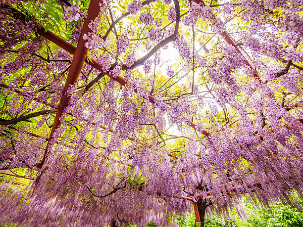 istock Spring flowers series, Wisteria trellis 490657647