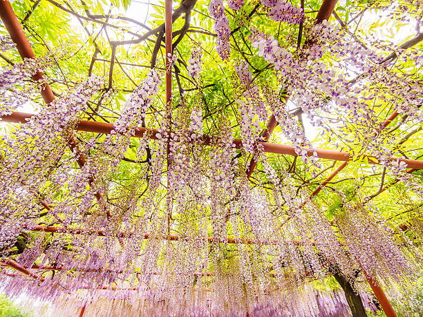 istock Spring flowers series, Wisteria trellis 490657651