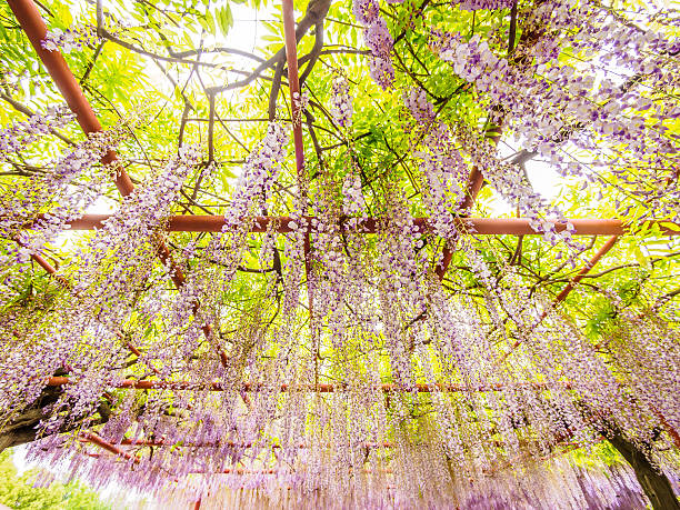 istock Spring flowers series, Wisteria trellis 490657659