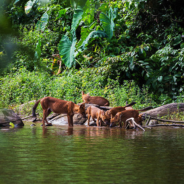 istock Asian wild dog family 490657779