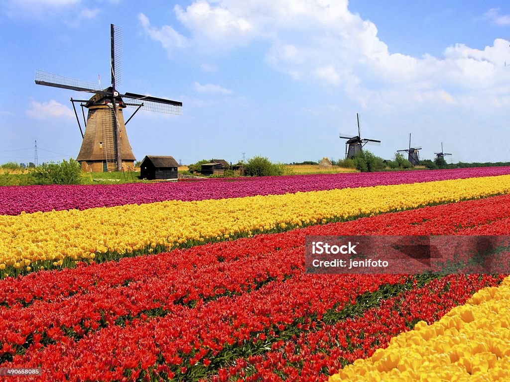 Colorful tulip fields and Dutch windmills Vibrant tulips fields with windmills in the background, Netherlands Kinderdijk Stock Photo