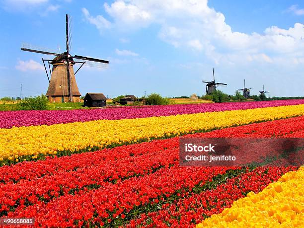 Colorful Tulip Fields And Dutch Windmills Stock Photo - Download Image Now - Kinderdijk, Netherlands, Agricultural Field