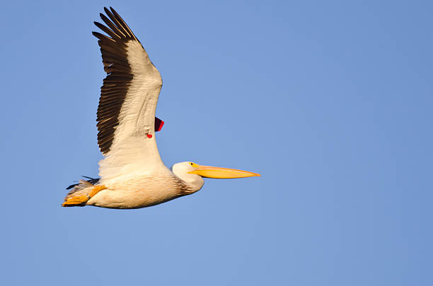 アメリカンホワイトペリカンバンドのタグを飛ぶ、ブルースカイ - wildlife tracking tag ストックフォトと画像