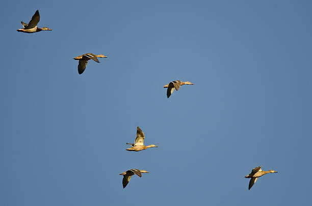 istock Flock of Mallard Ducks Flying in a Blue Sky 490658164