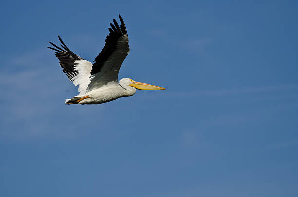 istock American White Pelican Flying in a Blue Sky 490658196