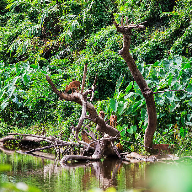 istock Asian wild dog family 490658361