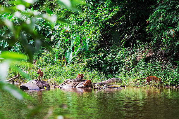 istock Asian wild dog family 490658365