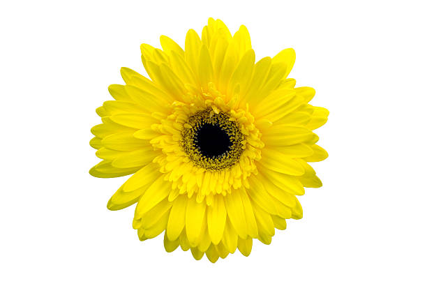 istock yellow flower isolated on white background 490658443