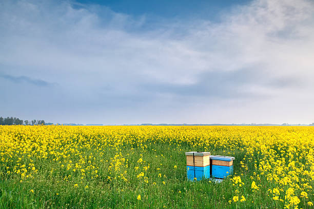rapeseed flowers and beehive over blue sky in spring