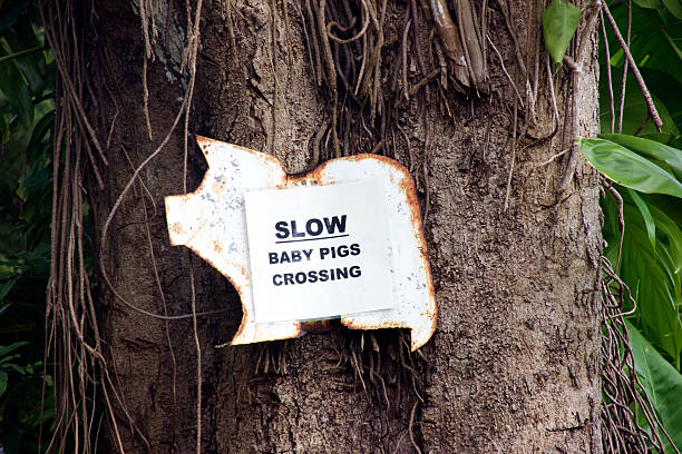 istock pigs crossing signal 490659398